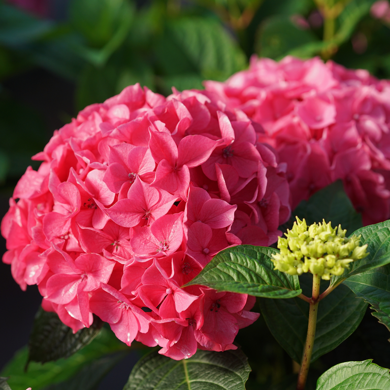 LET'S DANCE LOVABLE® Bigleaf Hydrangea – Creekside Nursery, Inc