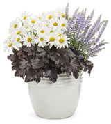 Amazing Daisies Daisy May Shasta daisy in a pot