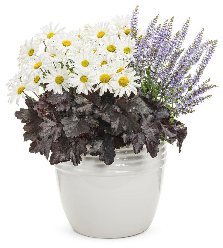 can i plant daisies in a pot Amazing Daisies® Daisy May® Shasta Daisy – Creekside Nursery, Inc