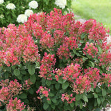 Little Quick Fire hydrangea with white blooms in a pot