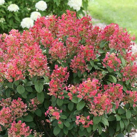 Little Quick Fire hydrangea with white blooms in a pot