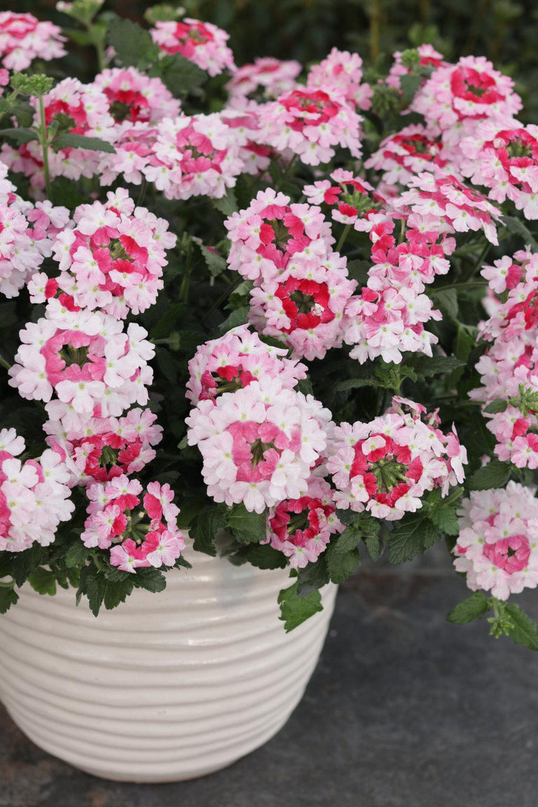 verbena plant in pot Superbena Sparkling® Rosé Verbena