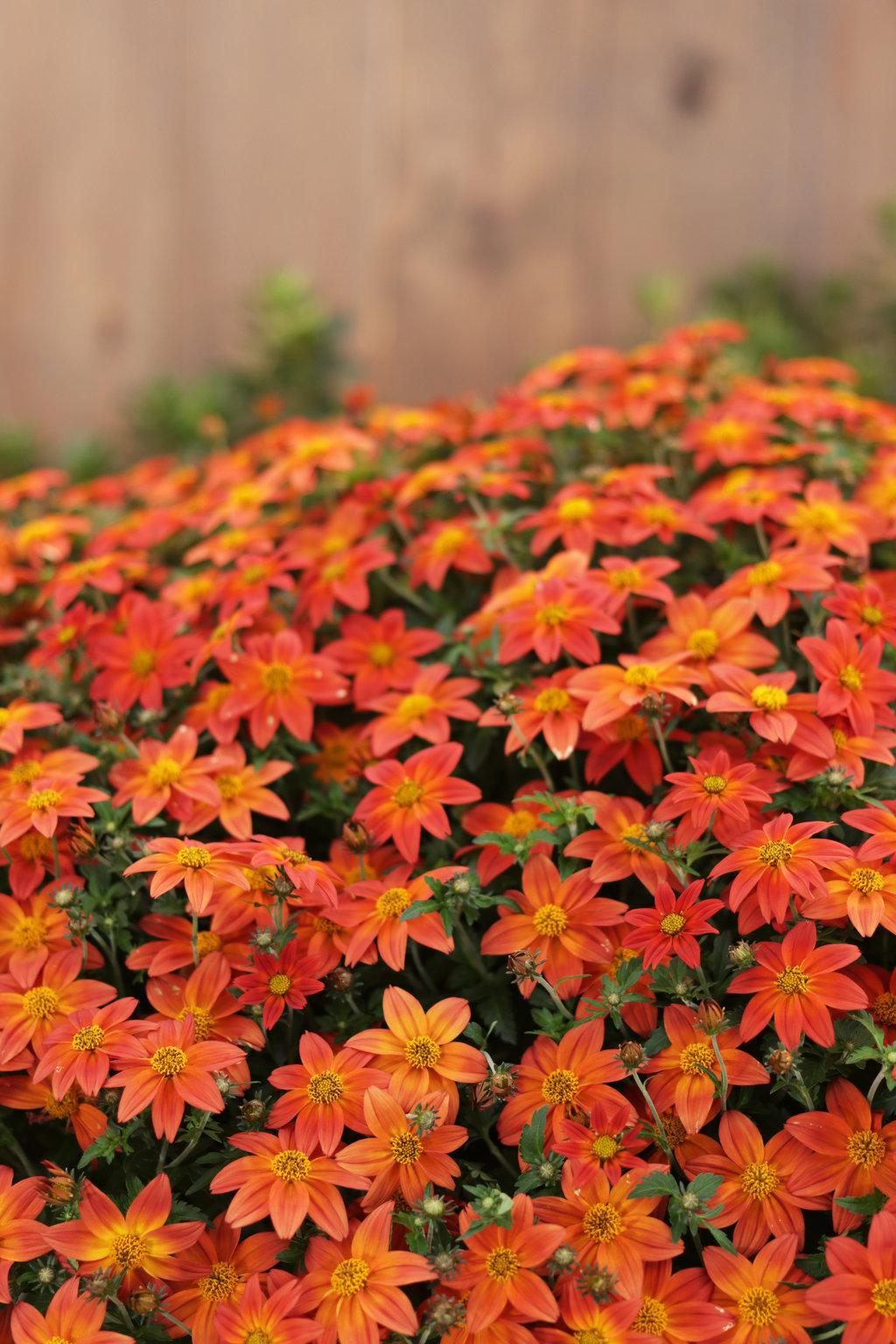 Campfire Flame bidens with yellow flowers in a pot
