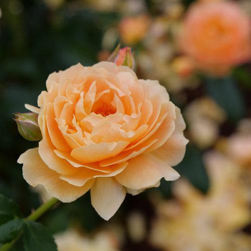 AT LAST rose with pink blooms in a garden setting