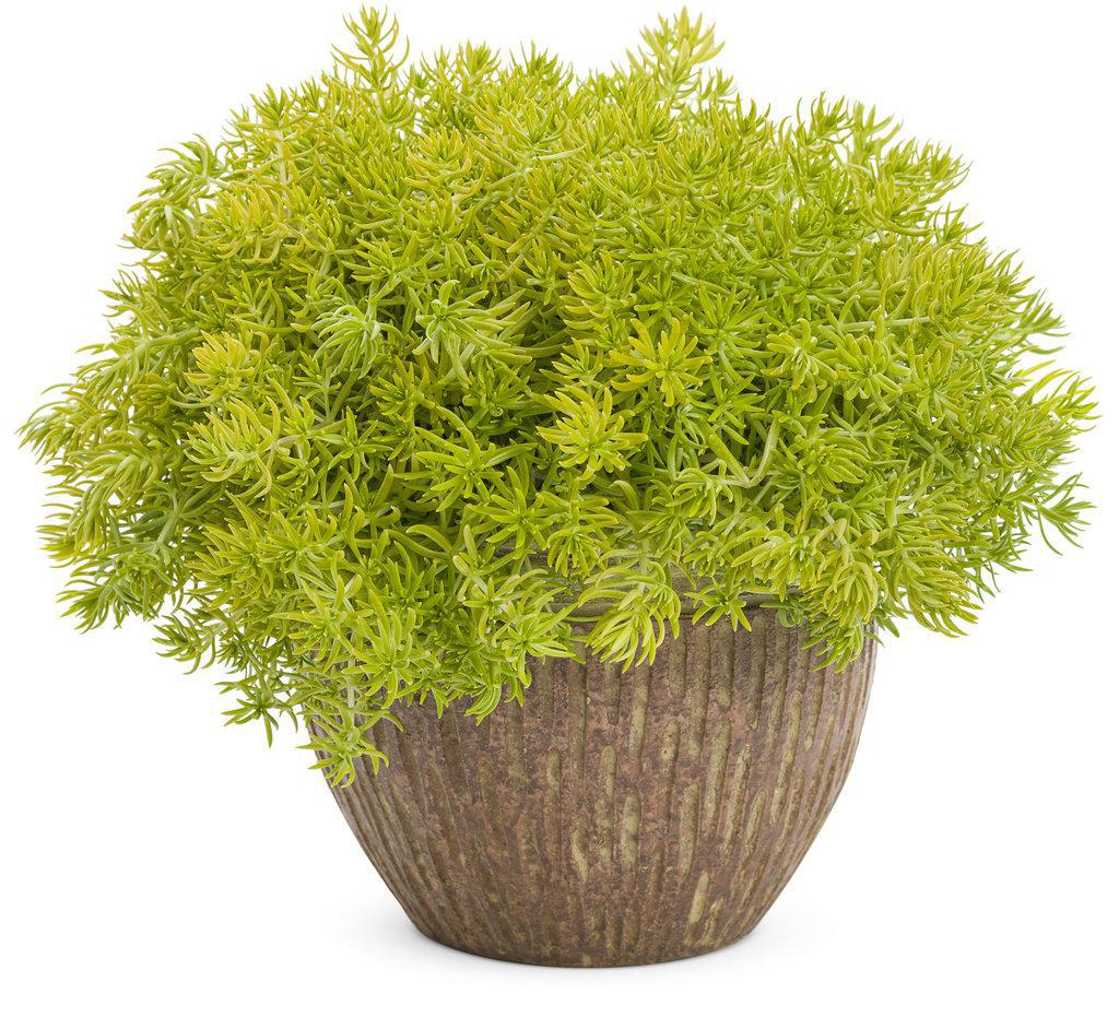 Lemon Coral sedum in a small pot with trailing chartreuse foliage