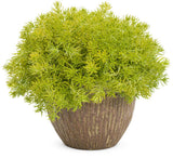 Lemon Coral sedum in a small pot with trailing chartreuse foliage