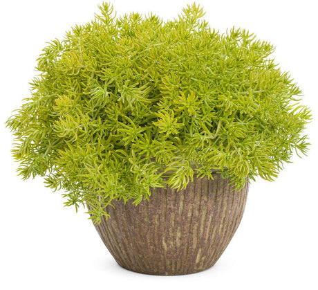 Lemon Coral sedum in a small pot with trailing chartreuse foliage