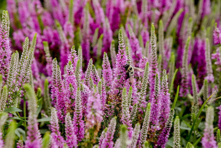 veronica plant in pot Veronica Magic Show® 'Pink Potion'