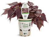 Sweet Caroline Red Hawk ornamental sweet potato vine in a pot