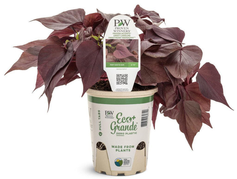 Sweet Caroline Red Hawk™ Ornamental Sweet Potato Vine |