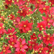 Coreopsis 'Scarlet Ribbons' with red flowers in a pot