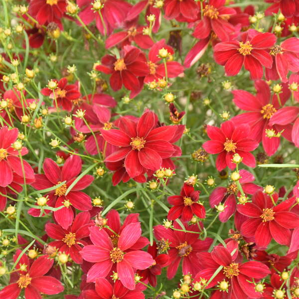 Coreopsis 'Scarlet Ribbons' with red flowers in a pot