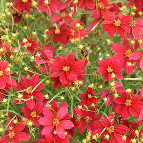 Coreopsis 'Scarlet Ribbons' with red flowers in a pot