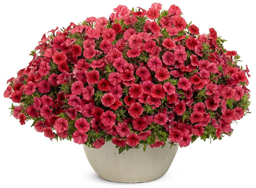 Supertunia Mini Vista Scarlet petunia with red blooms in pot