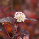 Ginger Wine ninebark with deep purple leaves in a pot