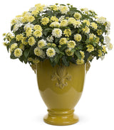 Luscious Royale Piña Colada lantana with yellow blooms in a pot