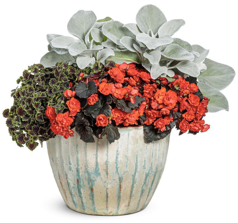 angel wings succulent for sale Angel Wings® Senecio