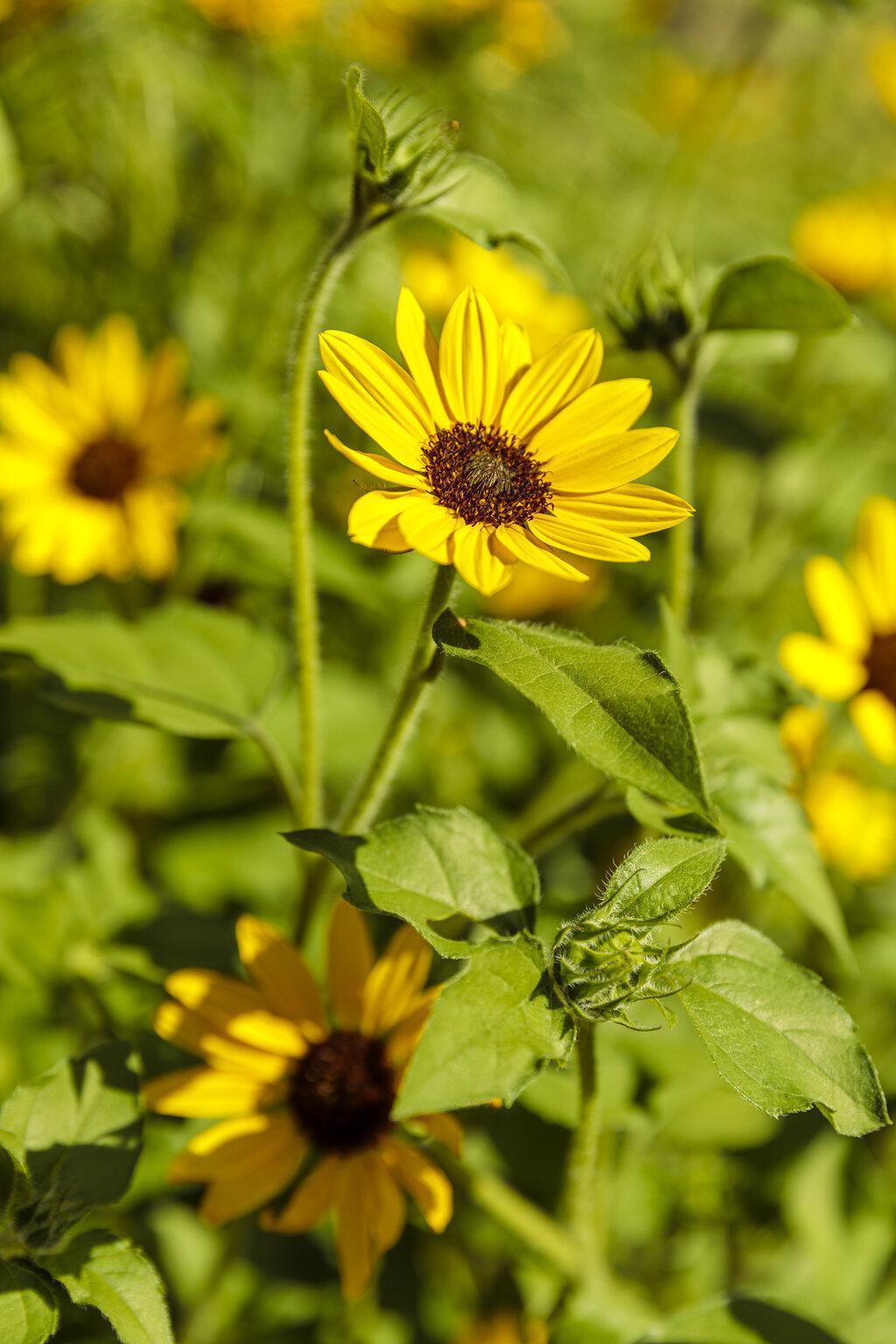 Yellow Suncredible sunflower in a nursery pot