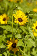 Yellow Suncredible sunflower in a nursery pot