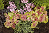 Crested Japanese painted fern in a pot with frilly fronds