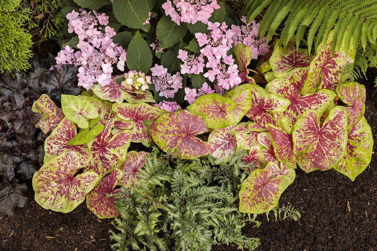 Crested Surf' Crested Japanese Painted Fern