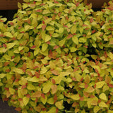 Double Play Candy Corn spiraea in a nursery pot