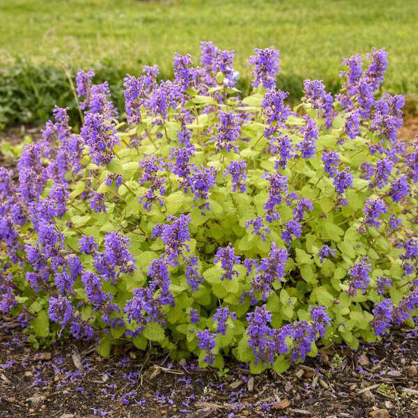 Chartreuse on the Loose nepeta in a nursery pot