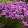 Opening Act Ultrapink hybrid phlox in bloom in a pot