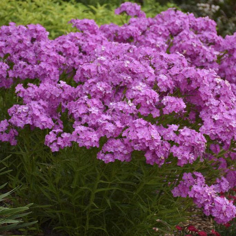 Opening Act Ultrapink hybrid phlox in bloom in a pot