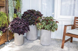 ColorBlaze Newly Noir coleus in a nursery pot
