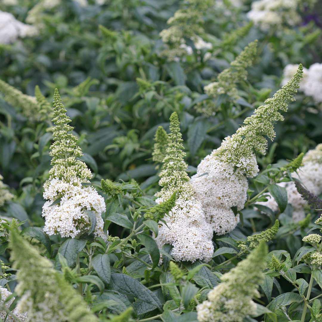 White butterfly bush in a nursery pot with green foliage