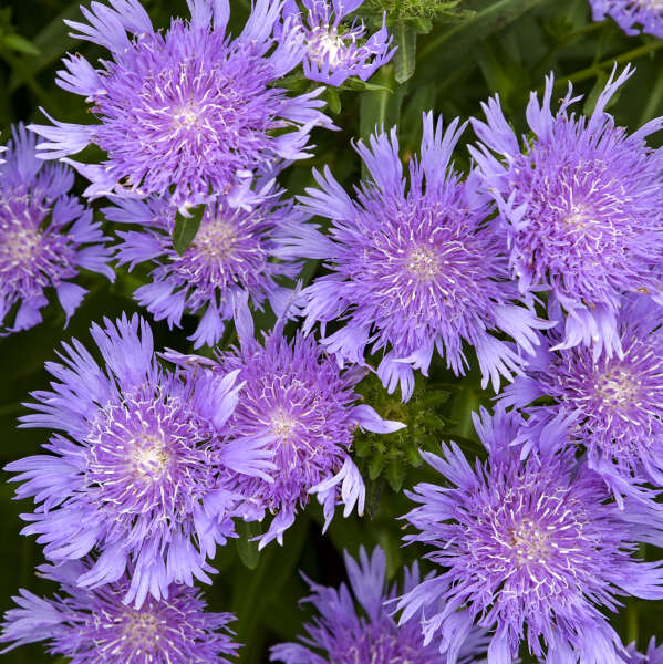 Stokesia laevis 'Riptide' with purple blooms in a pot