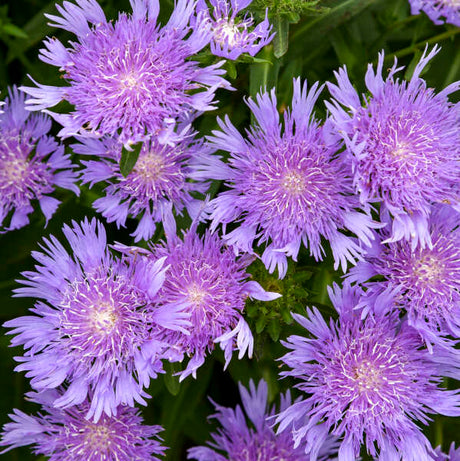 Stokesia laevis 'Riptide' with purple blooms in a pot