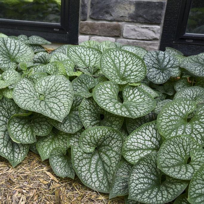 Brunnera macrophylla Jack of Diamonds in a pot