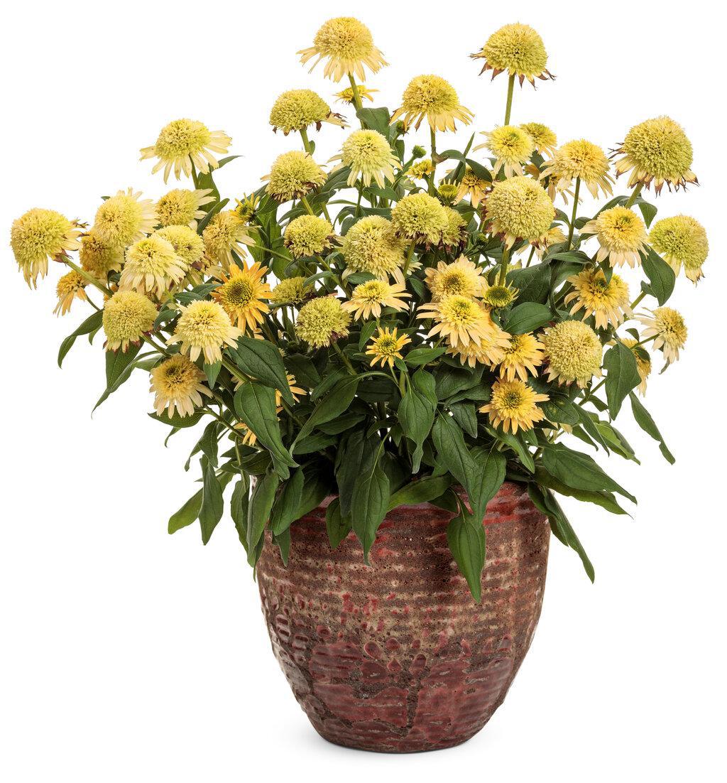 Echinacea Butter Pecan in a pot with pale peach blooms