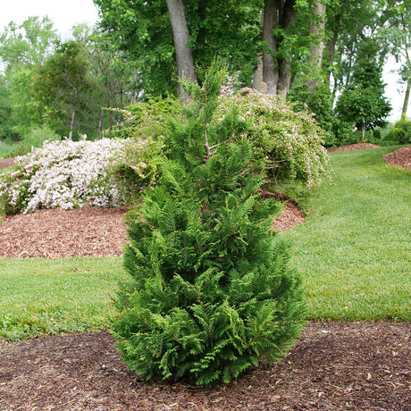 Cedar Rapids false cypress in a nursery pot