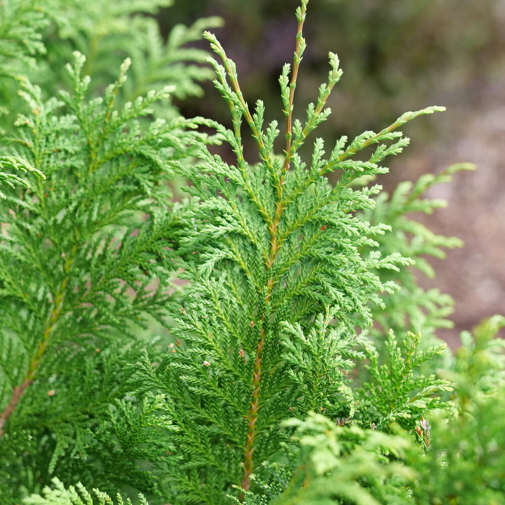 Cedar Rapids false cypress in a nursery container