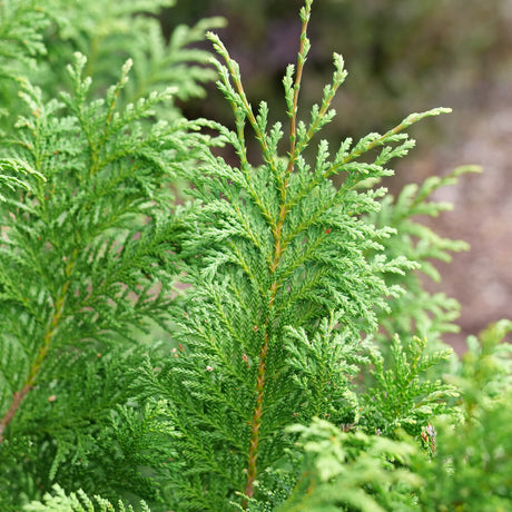 Cedar Rapids false cypress in a nursery container