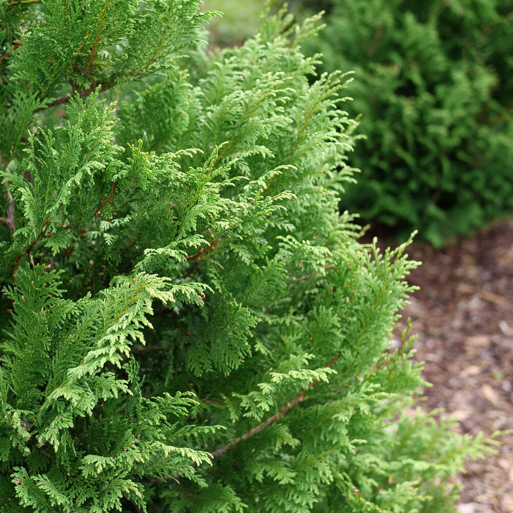 CEDAR RAPIDS™ Chamaecyparis False Cypress – Creekside Nursery, Inc