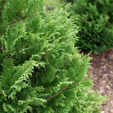 Cedar Rapids false cypress in a nursery container