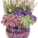 Angelface Wedgewood Pink angelonia in a nursery pot