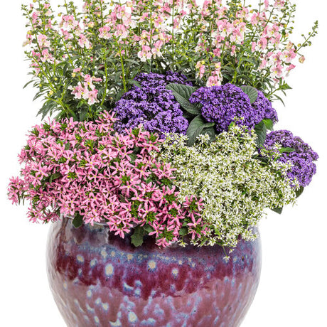 Angelface Wedgewood Pink angelonia in a nursery pot
