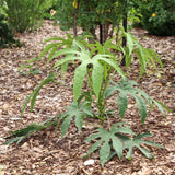 Green Fingers fatsia in a black nursery pot