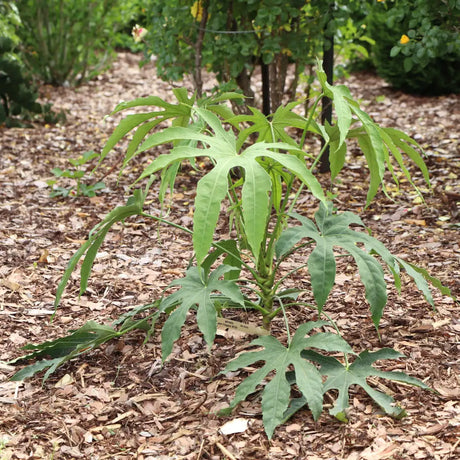 Green Fingers fatsia in a black nursery pot