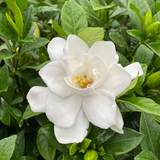 Pillow Talk gardenia with glossy green leaves and white blooms