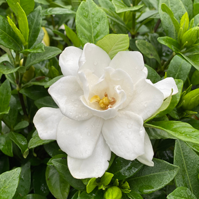 Pillow Talk gardenia with glossy green leaves and white blooms