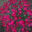Pink dianthus flowers with green foliage in a pot