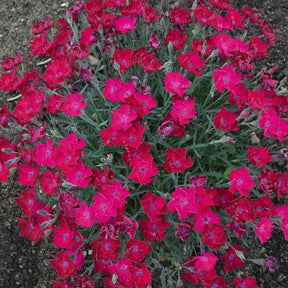Pink dianthus flowers with green foliage in a pot