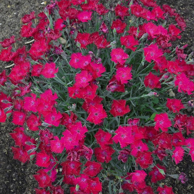 Pink dianthus flowers with green foliage in a pot