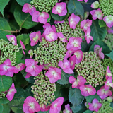 TUFF STUFF TOP FUN Mountain Hydrangea in bloom in a pot